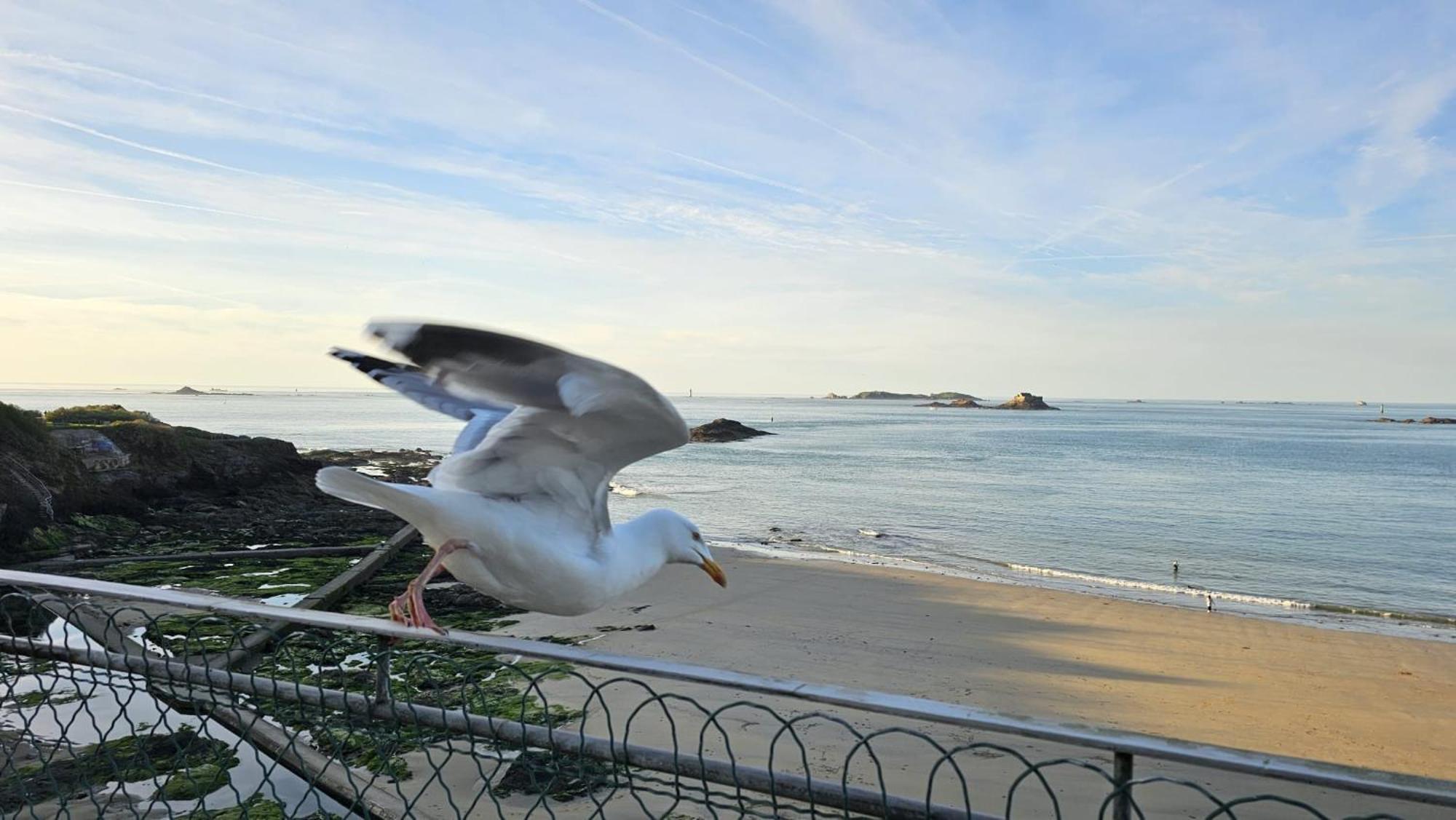 Vue Pleine Mer A La Perle Marine - La Terrasse Dinard Exterior photo